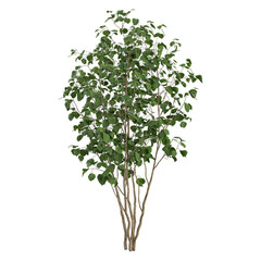 Fototapeta premium 3D rendering of Silver Birch plant on transparent background