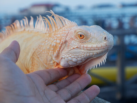 ​Close up of an albino iguana pet being touched by a human hand outdoors with blurred coastal pier background, exotic reptile skin scales and spikes details