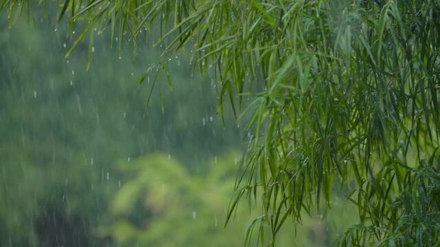 green grass in the water