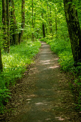 Fototapeta premium Path through a green forest with trees and grass visible on a sunny day in spring or summer time