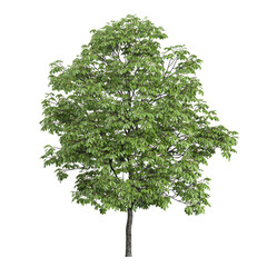 Fototapeta premium collection of Aesculus plant on transparent canvas