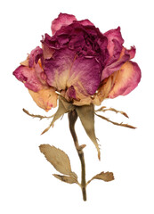 Obraz premium PNG Vibrant wilted rose beauty.