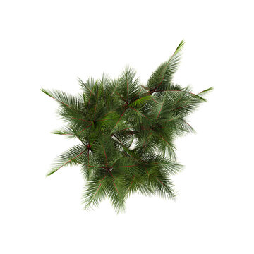 collection of Cyrtostachys renda plant with realistic style from the top view