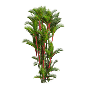 collection of Cyrtostachys renda plant with realistic style