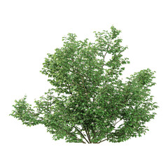 Fototapeta premium collection of dentatum tree with realistic style