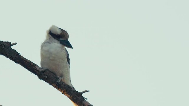 A kookaburra rests on a tree branch in the morning light. The bird looks around in a natural setting