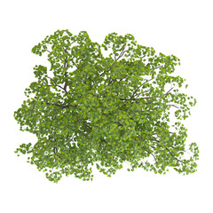 Fototapeta premium collection of European aspen plant on transparent canvas from the top view