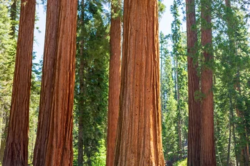 Mariposa Grove of Giant Sequoias in Yosemite National Park © Mariusz Blach
