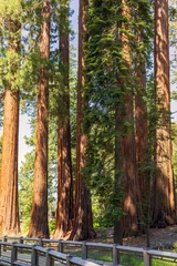 Mariposa Grove of Giant Sequoias in Yosemite National Park © Mariusz Blach