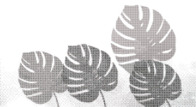 Halftone monstera leaves in gray on white background  decorative tropical foliage