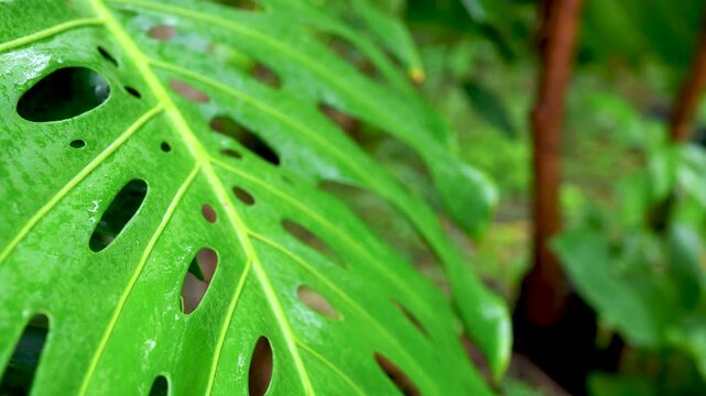Fresh monstera leaf covered with raindrops in a tropical garden. Botanical texture, natural foliage, environmental freshness, exotic plant beauty and rainforest nature concept.
