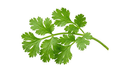 Single fresh green cilantro leaf sprig isolated on transparent background for culinary herb garnishing. © Isolated_png