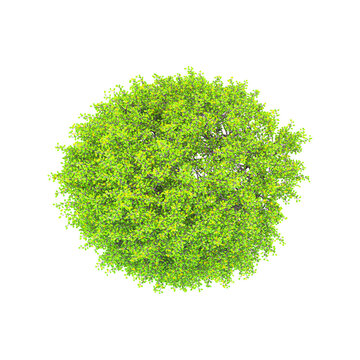 collection of Koriko plant on transparent canvas from the top view