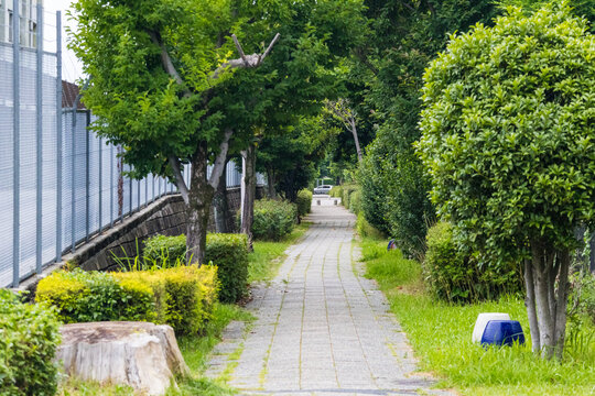 Tree lined pedestrian pathway in a green urban park