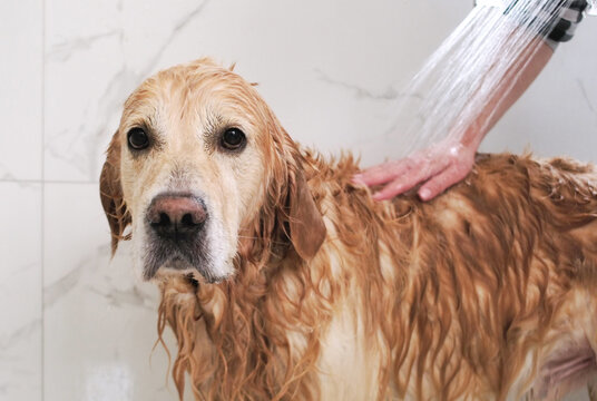 Woman Washing Dog In Shower Cabin