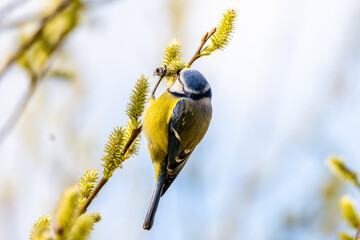 Blue Tit Perching © tan4ikk