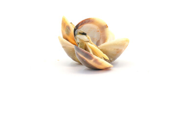 Closed up fresh baby clams. venus shell. shellfish. carpet clams. Food from nature. as raw food from the sea are the seafood ingredients. fresh clams isolated on white background © Pisan