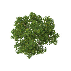 Fototapeta premium collection of populus tree with realistic style from the top view