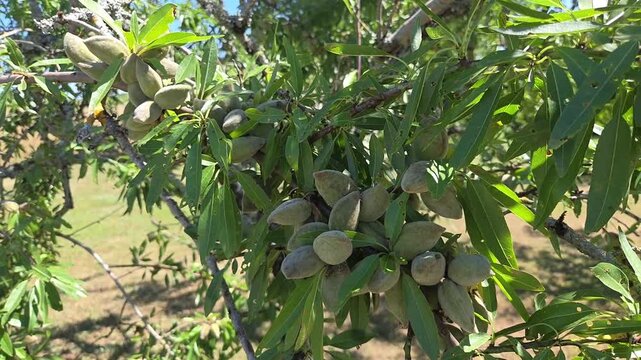 Branches d&rsquo;amandier garnies d&rsquo;amandes, berc&eacute;es par le vent dans le verger, exploitation arboricole