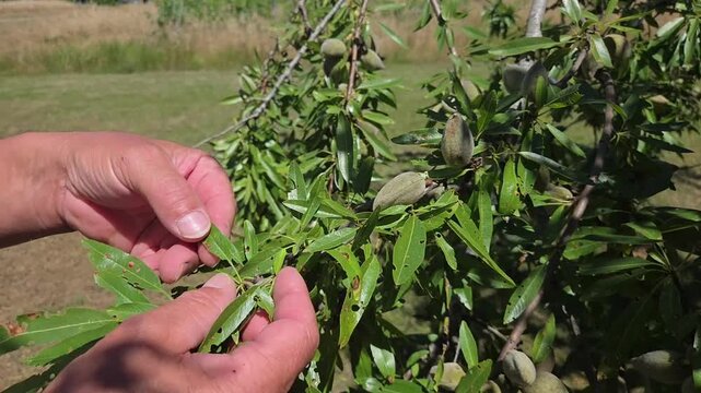 Mains de technicien agricole, agriculteur contr&ocirc;lant des cultures d&rsquo;amandiers touch&eacute;es par des chenilles d&eacute;foliatrices, surveillance phytosanitaire