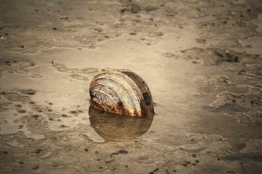 Freshwater mussel shell in shallow mud