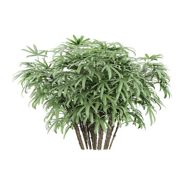 collection of Rhapis excelsa plant on transparent canvas
