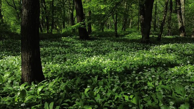 Park zielona, spring blooming czosnek niedźwiedzi, Dąbrowa G&oacute;rnicza