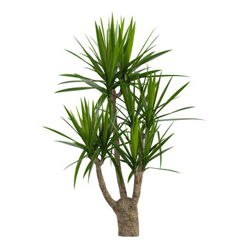 collection of Spineless yucca plant on transparent canvas