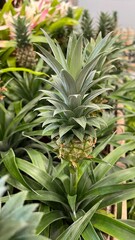 Obraz premium Junge Ananas Pflanze