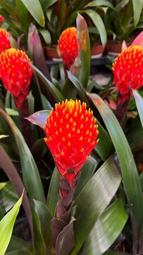 Rote Bromelie