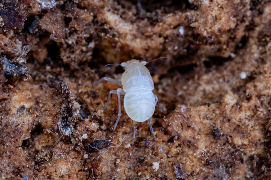 Nymph of the cave-dwelling planthopper Valenciolenda fadaforesta in Cueva de los Murci&eacute;lagos, Vilamarxant, Valencia, Spain