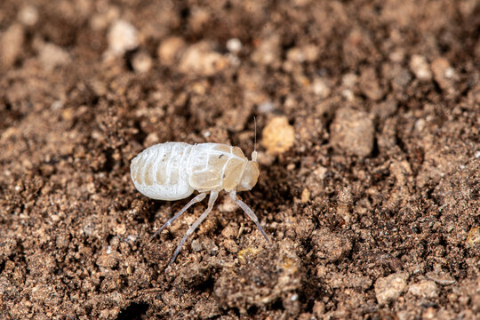 Nymph of the cave-dwelling planthopper Valenciolenda fadaforesta in Cueva de los Murci&eacute;lagos, Vilamarxant, Valencia, Spain