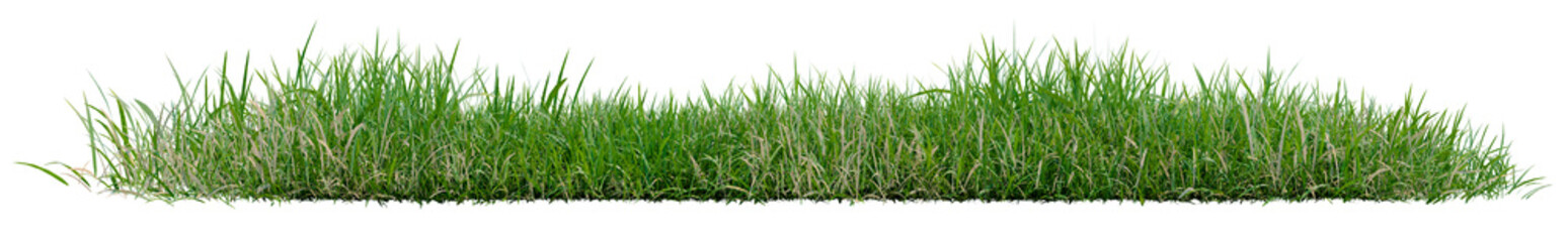 Obraz premium Isolated green grass row PNG transparent, 3d illustration rendering