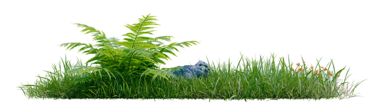 Isolated green grass row featuring a large lush fern plantPNG transparent, 3d illustration rendering 