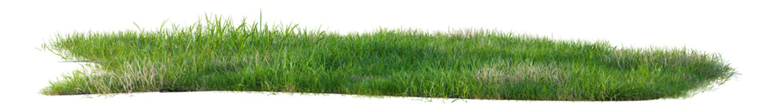 Isolated green grass row and field, PNG transparent 
, 3d illustration rendering