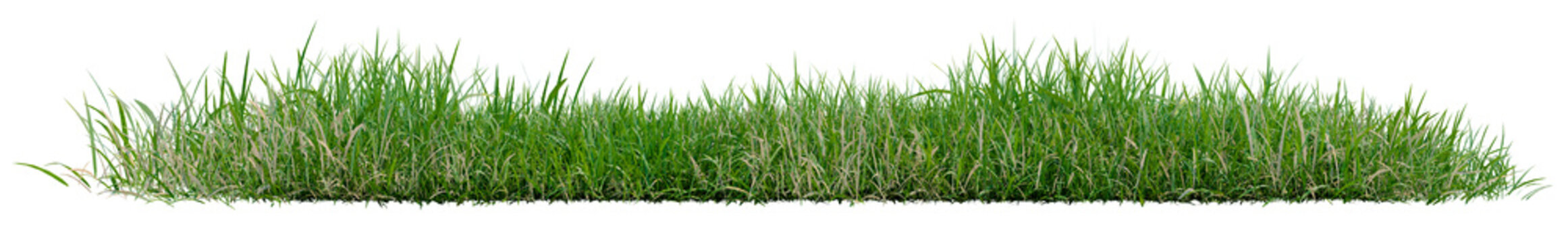 Isolated green grass row PNG transparent, 3d illustration rendering