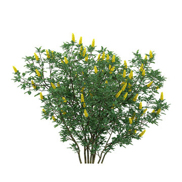 Green Cytisus nigricans plant isolated on Canvas