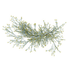 Fototapeta premium twig of rosemary isolated