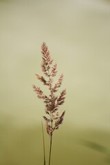 Obraz premium Delicate wild grass seed head against soft natural background
