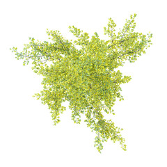 Fototapeta premium Isolated Celtis plant on transparent canvas from the top view