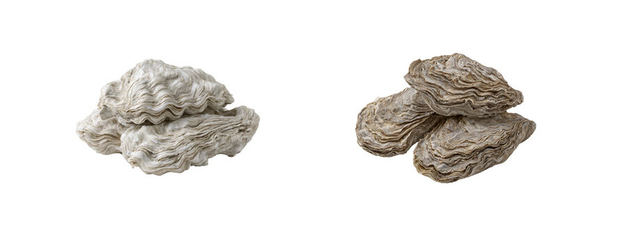 Natural Sea Shells on a White Background for Nature or Beach Themes
