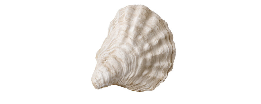 White Seashell Isolated on Transparent Background for Coastal Themes