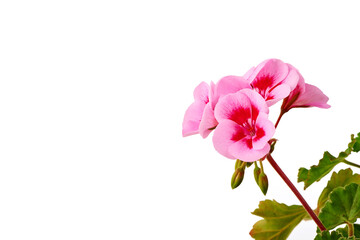 Fototapeta premium Pink Geranium Flowers on White Background