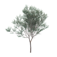 Isolated eucalyptus polyanthemos plant on transparent canvas © Fouzia