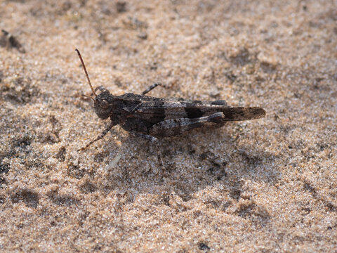 A macro photograph of a camouflaged blue-winged
grasshopper perfectly blending in with the textured sandy ground in a natural habitat.