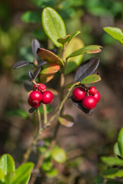 A detailed close-up of clusters of ripe red lingonberries hanging on a small shrub amidst green forest foliage.