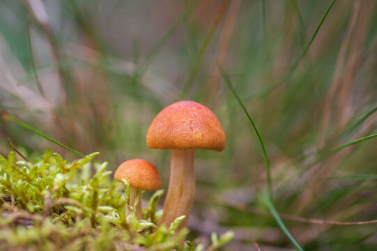 A close-up ground-level shot of two small orange mushrooms growing out of green moss on the forest floor.
