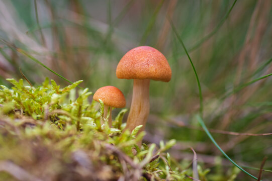 A close-up ground-level shot of two small orange mushrooms growing out of green moss on the forest floor.
