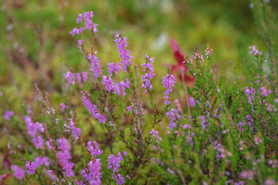 Vibrant purple heather flowers blooming in a lush green swamp field in close-up macro shot.