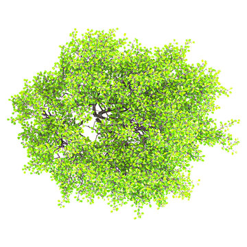 Isolated Koriko plant on transparent canvas from the top view
